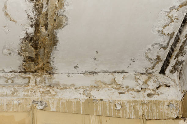 Forensic Mold Investigation in Fresno, CA